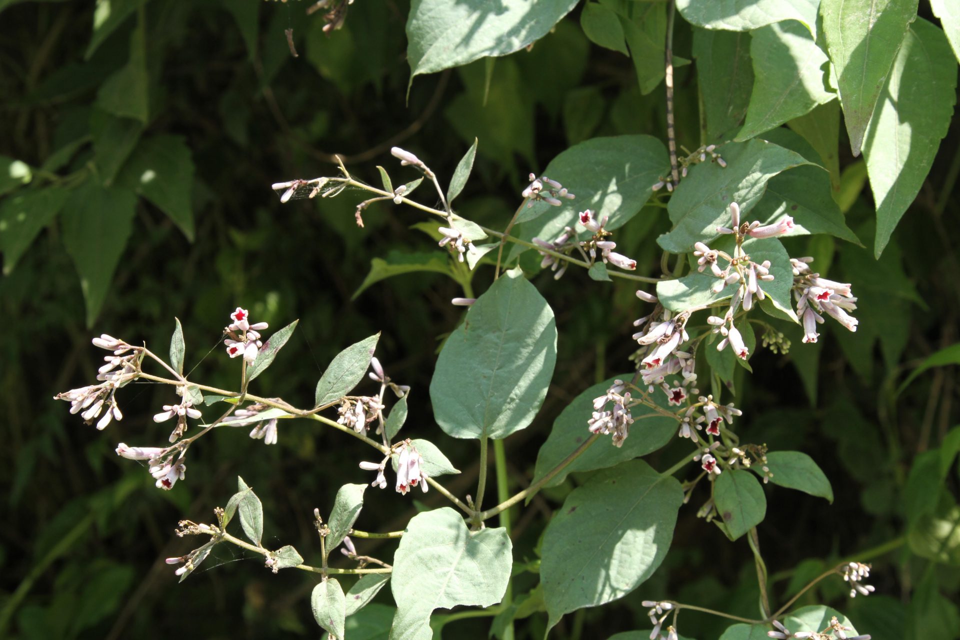 Leptodermis stapfiana — Rubiaceae