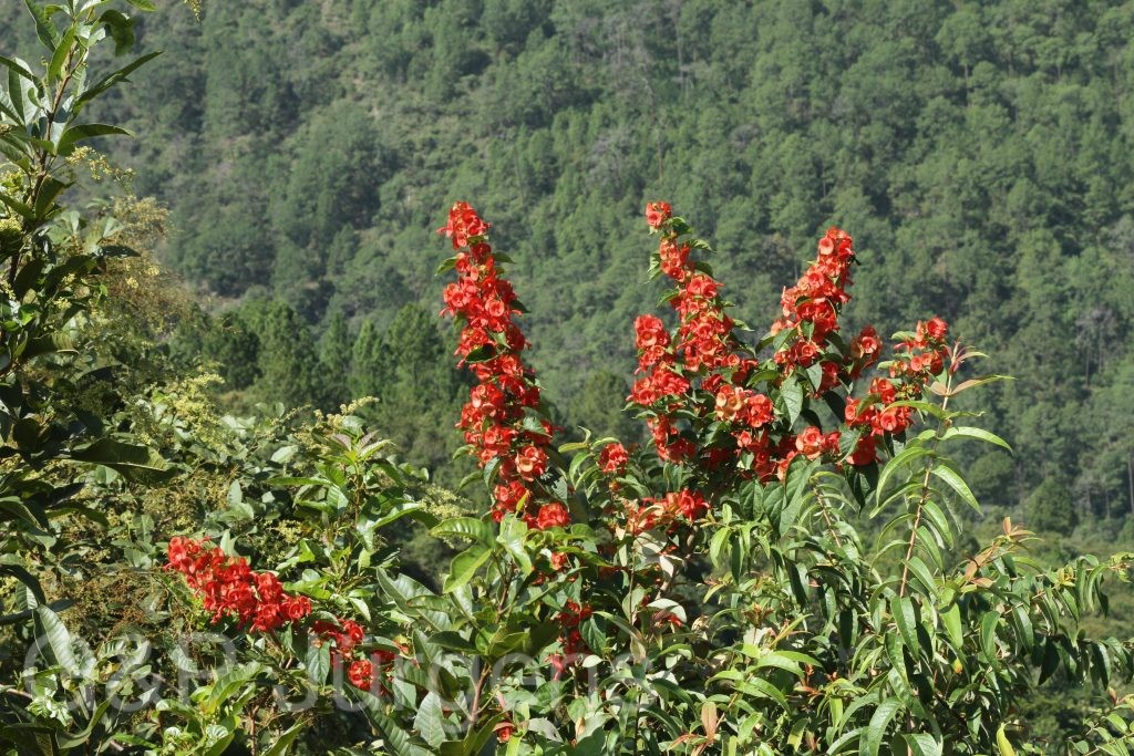 Bhutan2012 1040