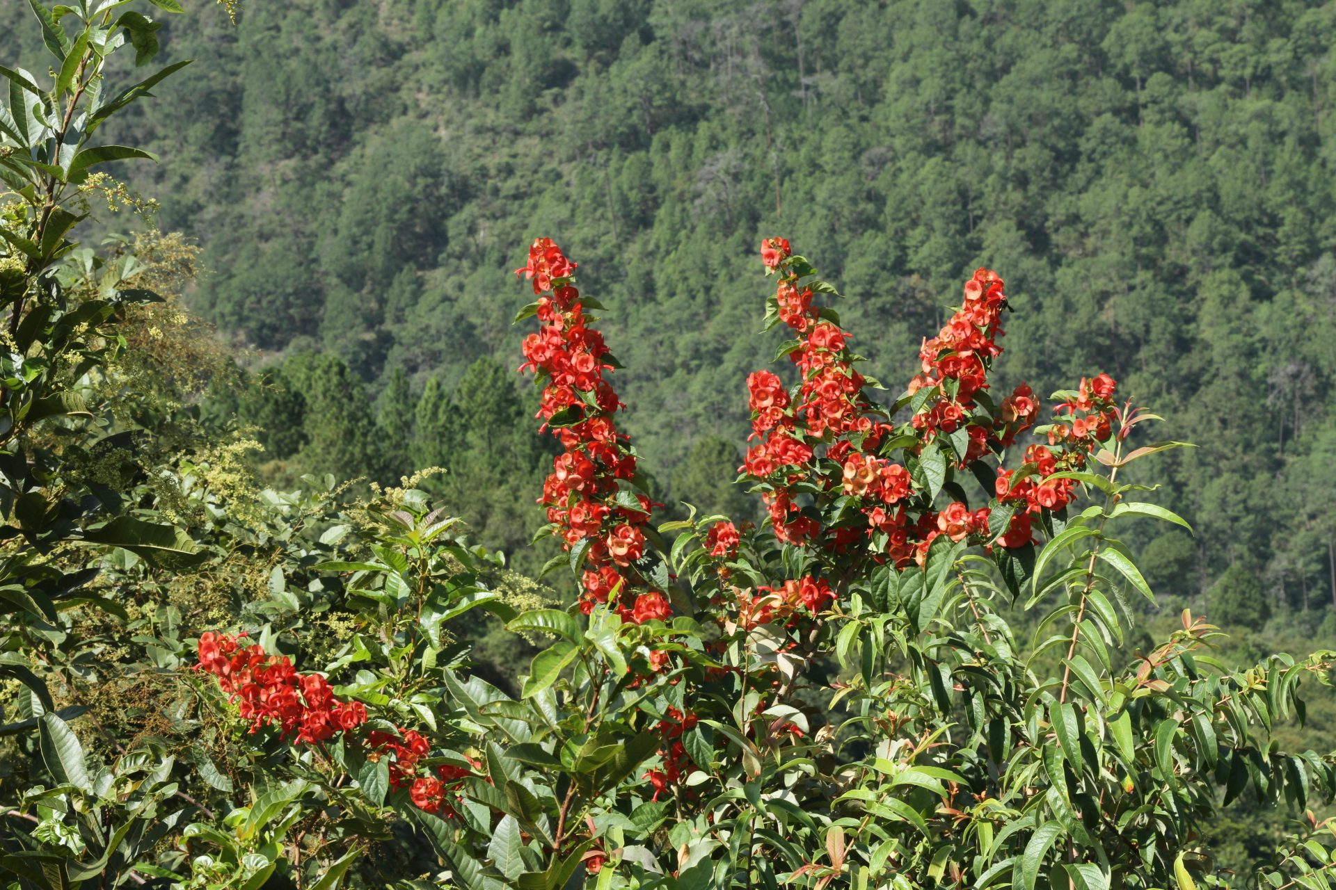 Holmskioldia sanguinea — Lamiaceae