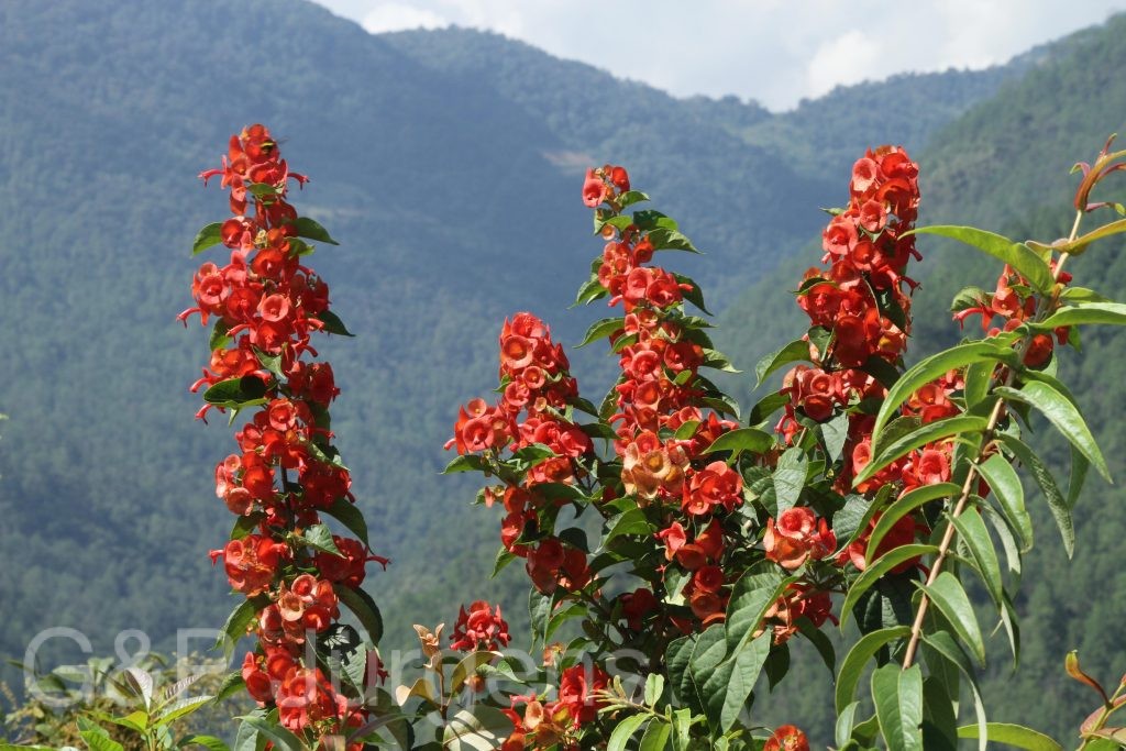 Bhutan2012 1042