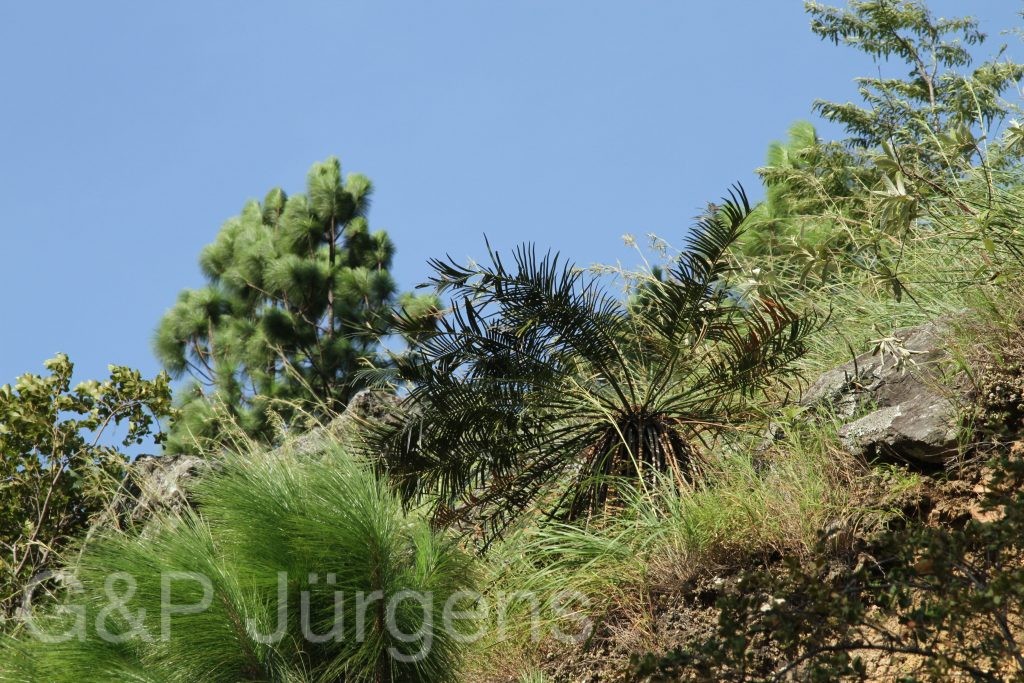 Bhutan2012 1055