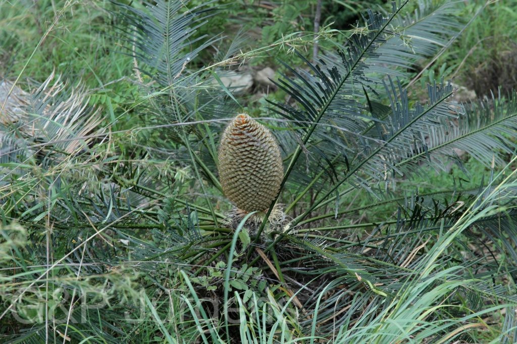 Bhutan2012 1057