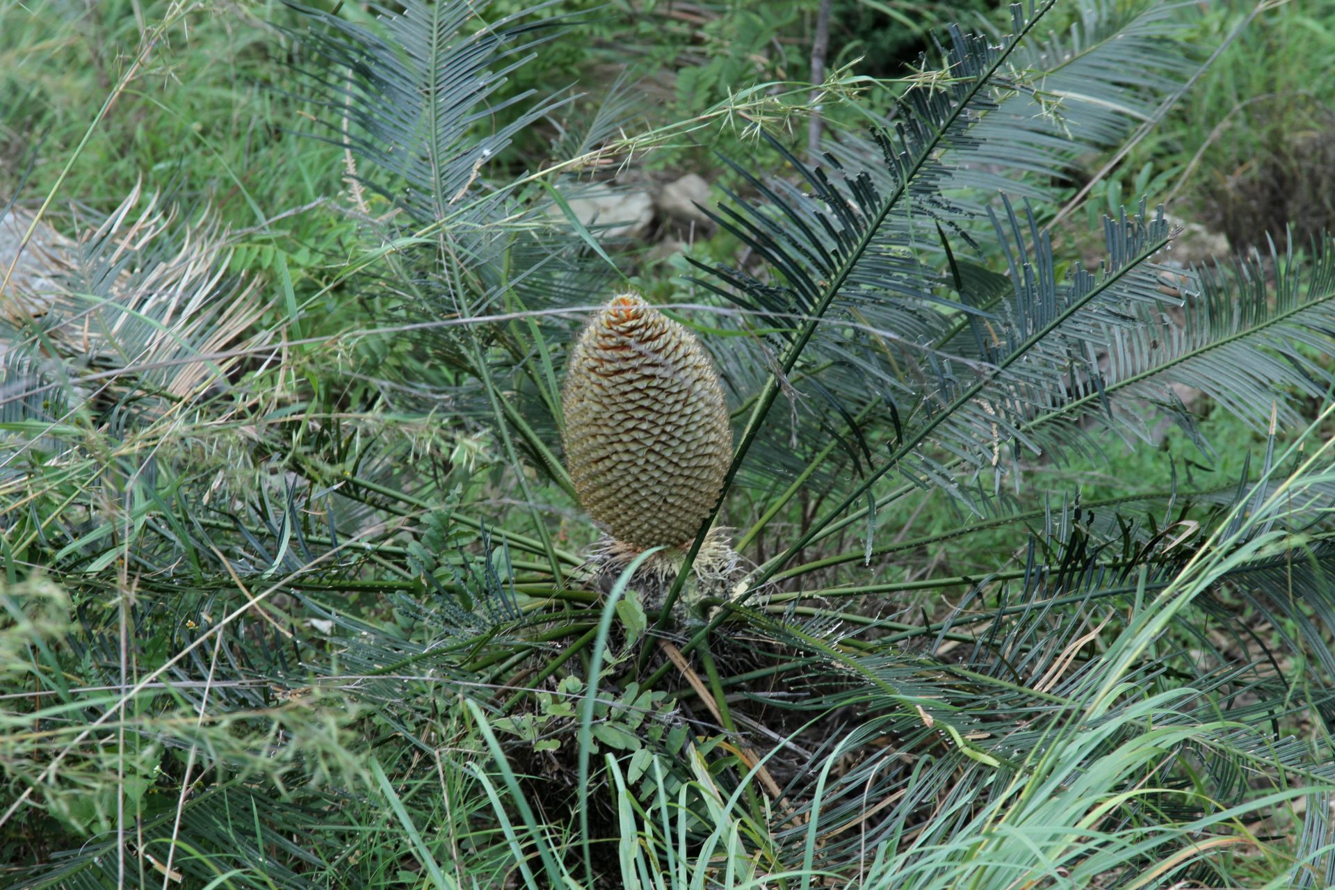 Cycas pectinata — Cycadaceae