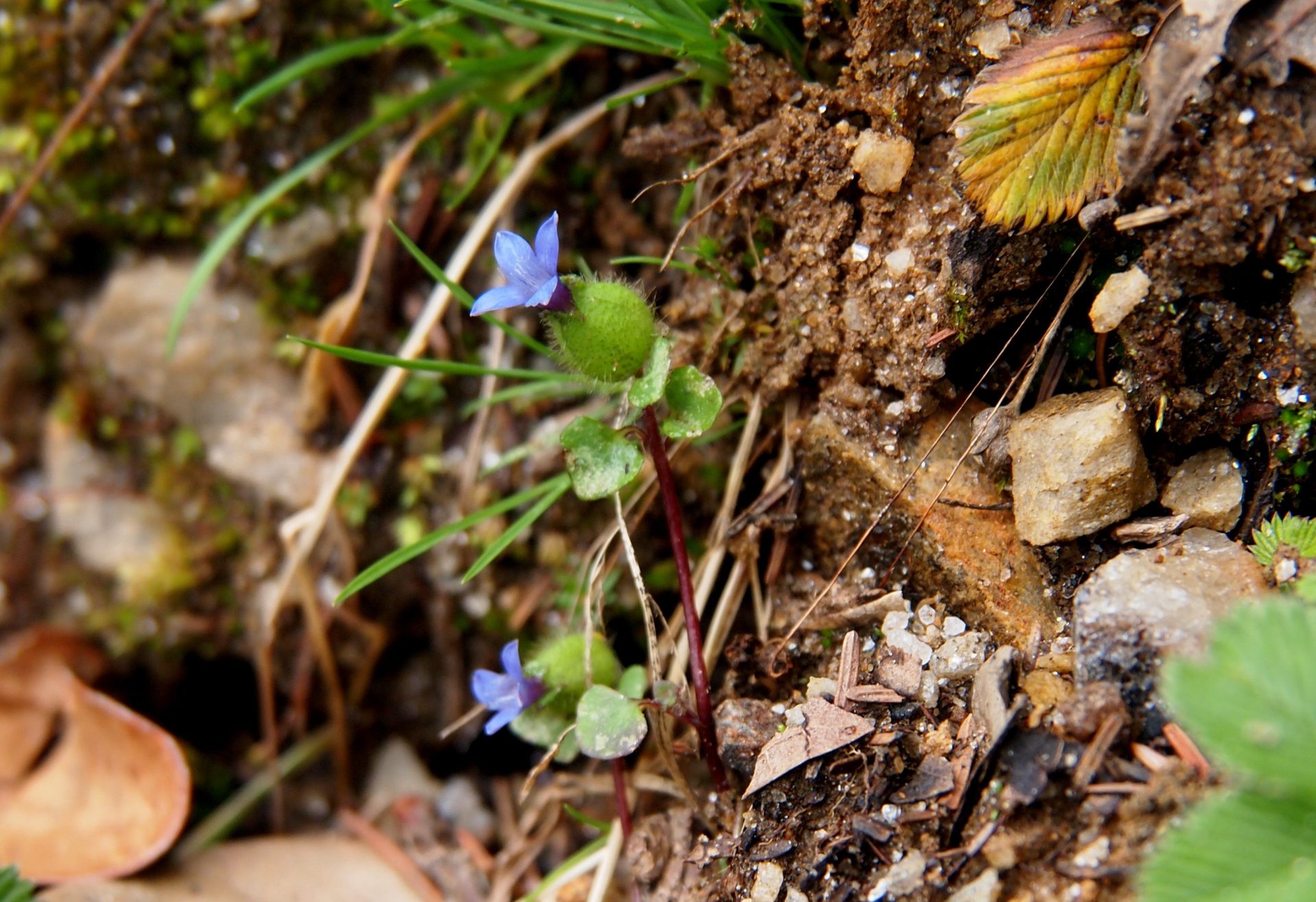 Cyananthus inflatus — Campanulaceae