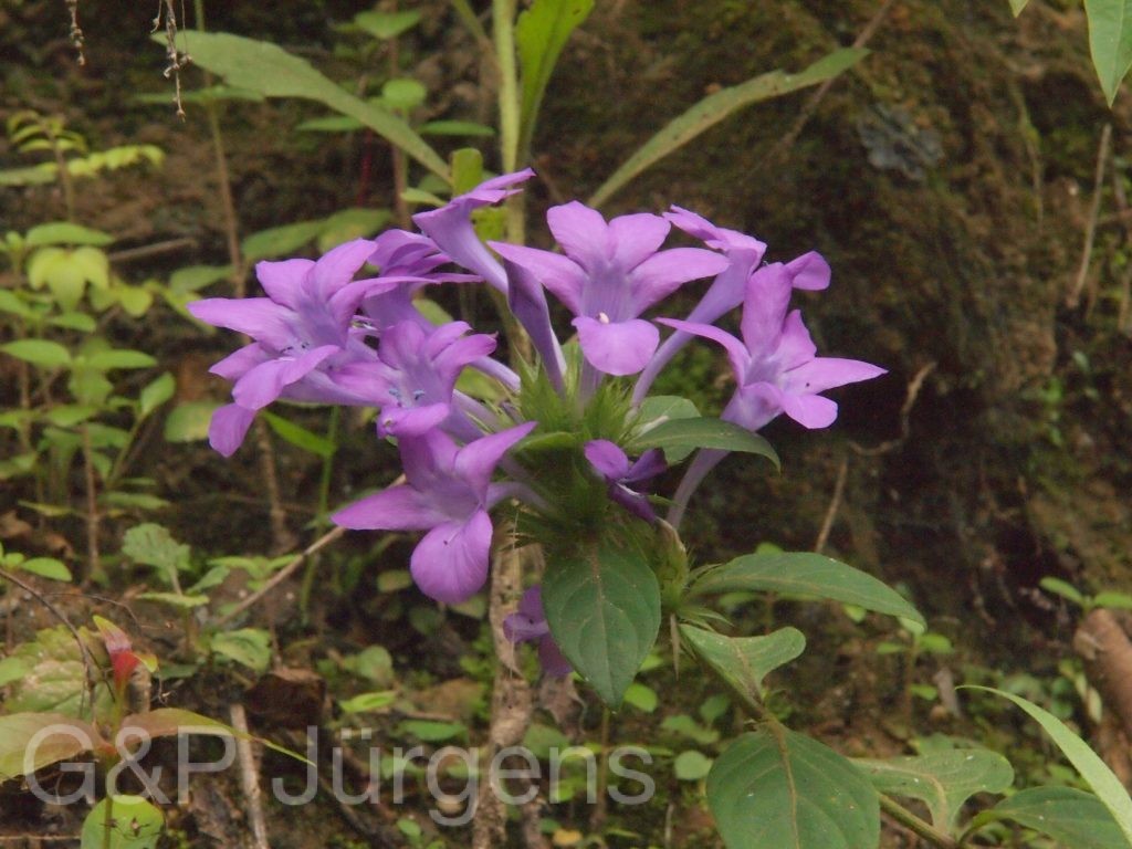 Bhutan2012 1062