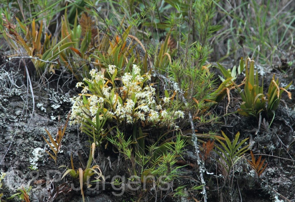 Bhutan2012 1143