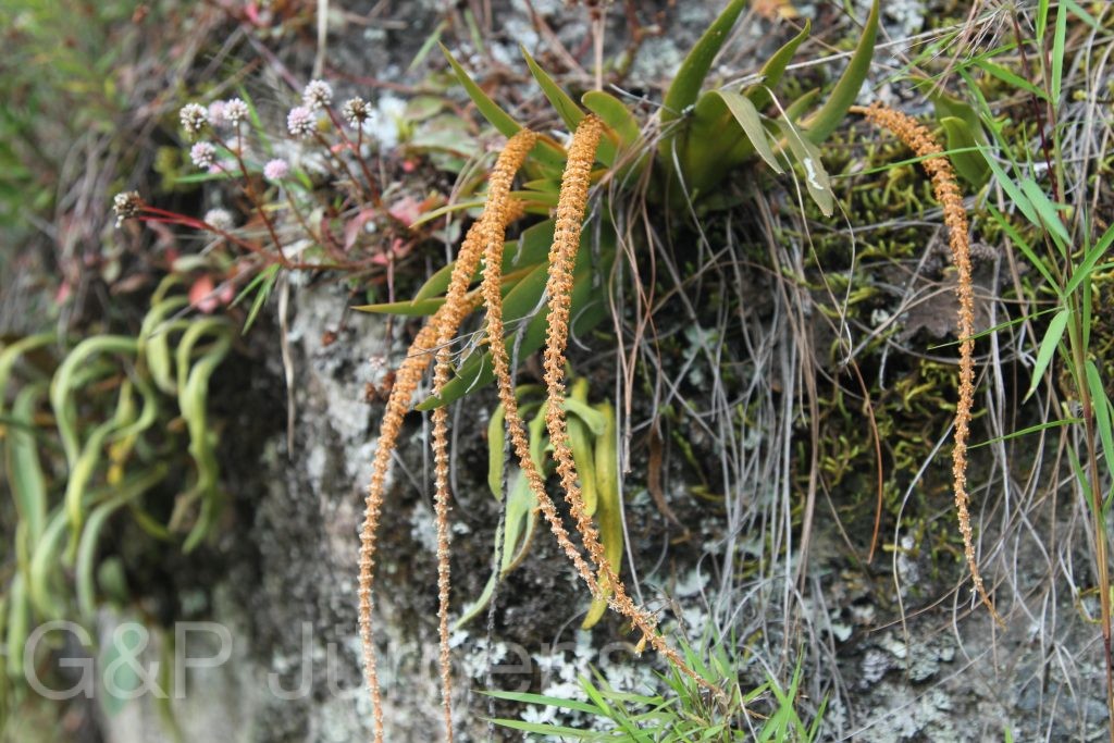 Bhutan2012 1146