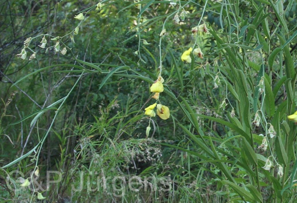 Bhutan2012 1148