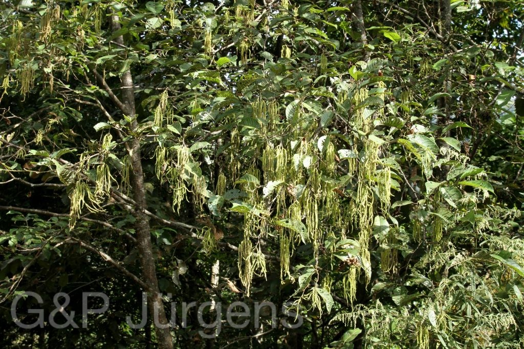 Bhutan2012 1150