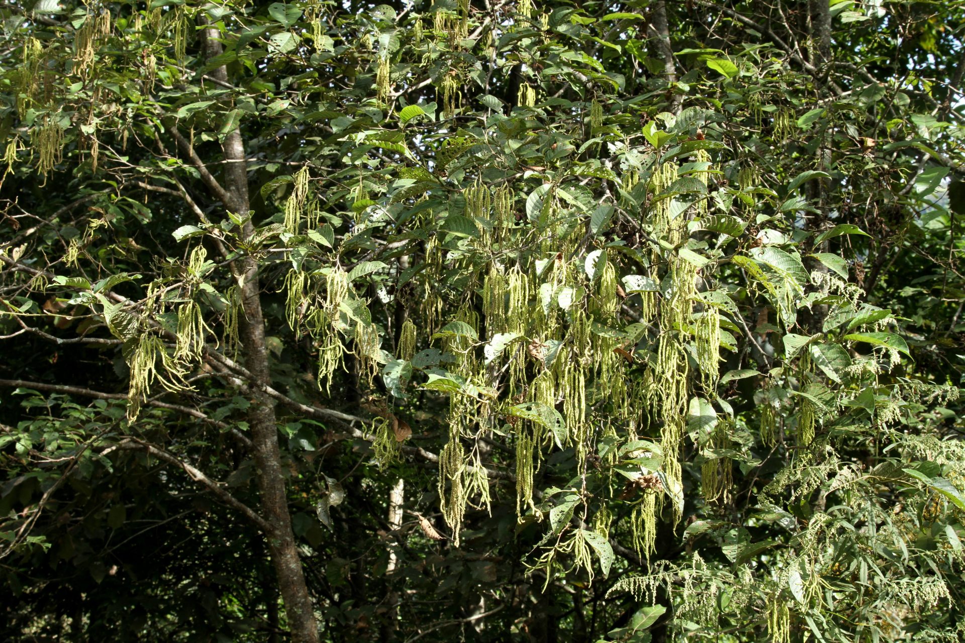 Alnus nepalensis — Betulaceae
