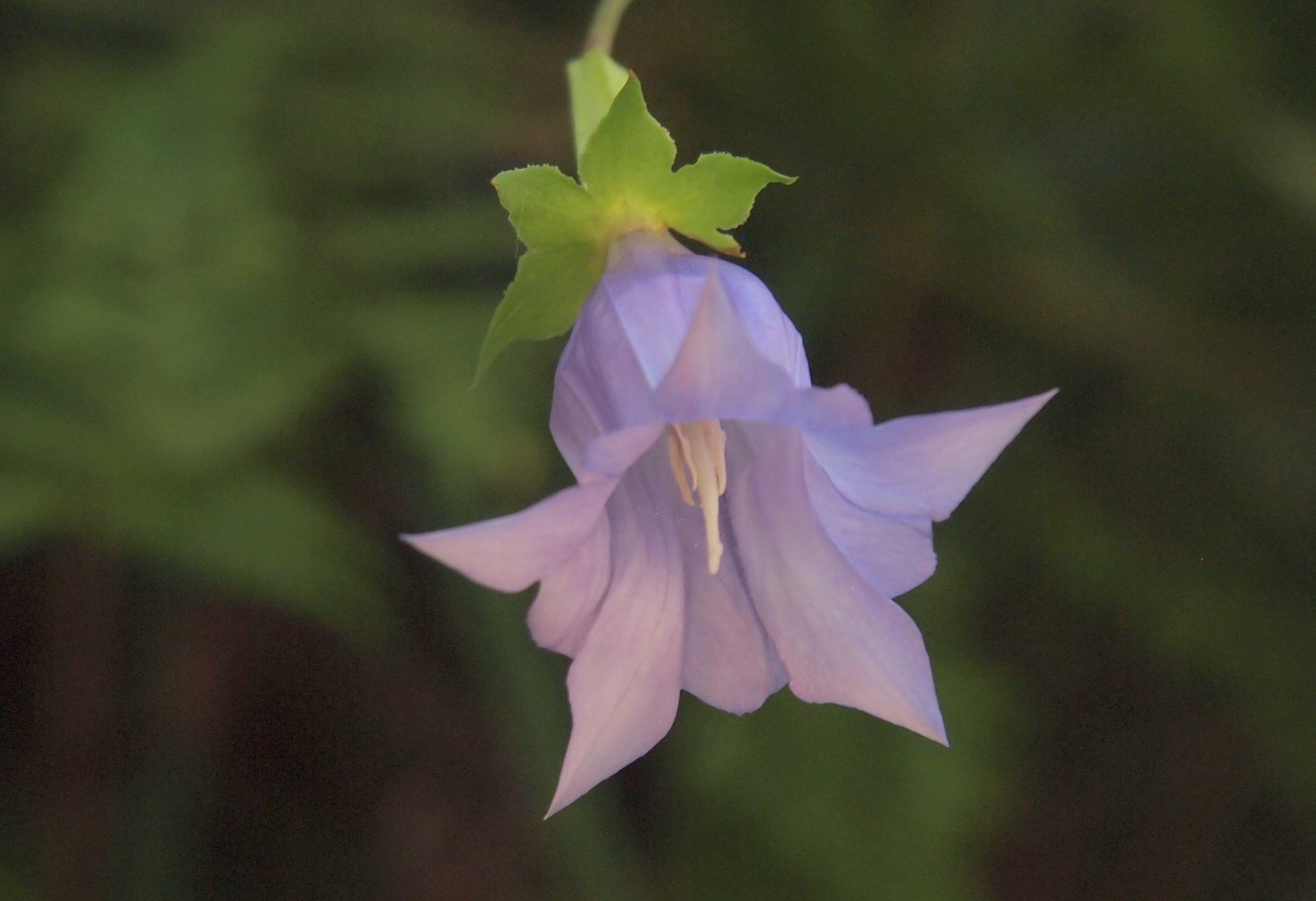 Crawfurdia campanulacea — Gentianaceae