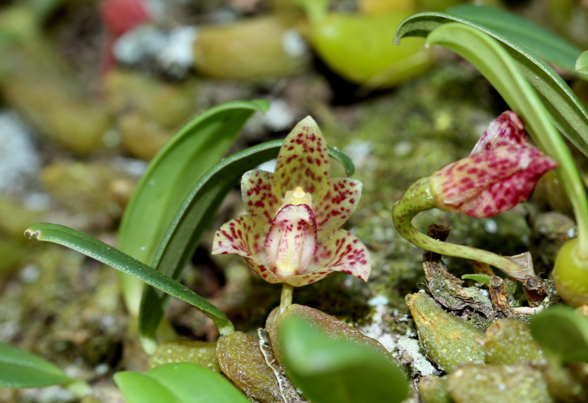 Bulbophyllum griffithii — Orchideaceae