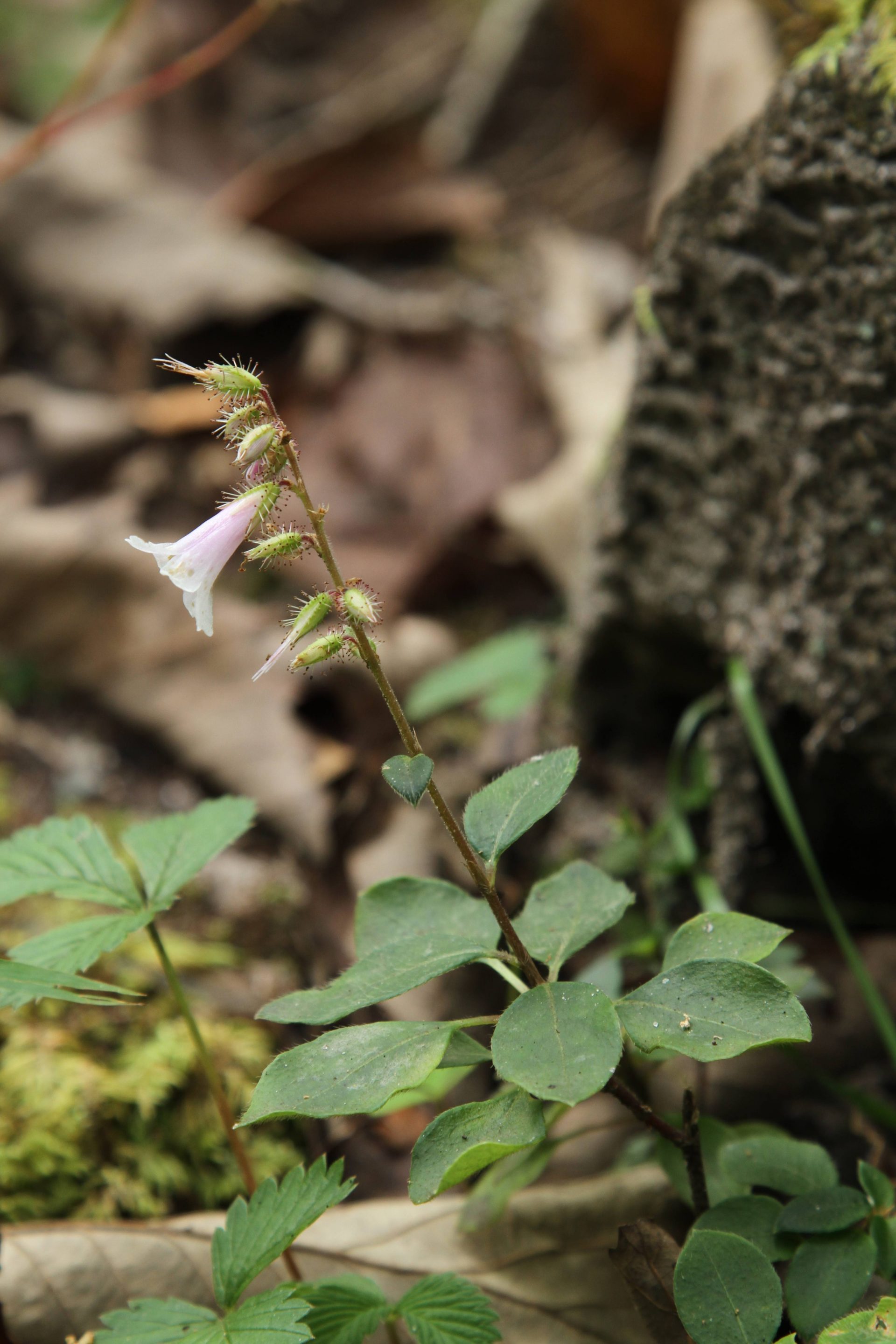 Anisadenia saxatilis — Linaceae