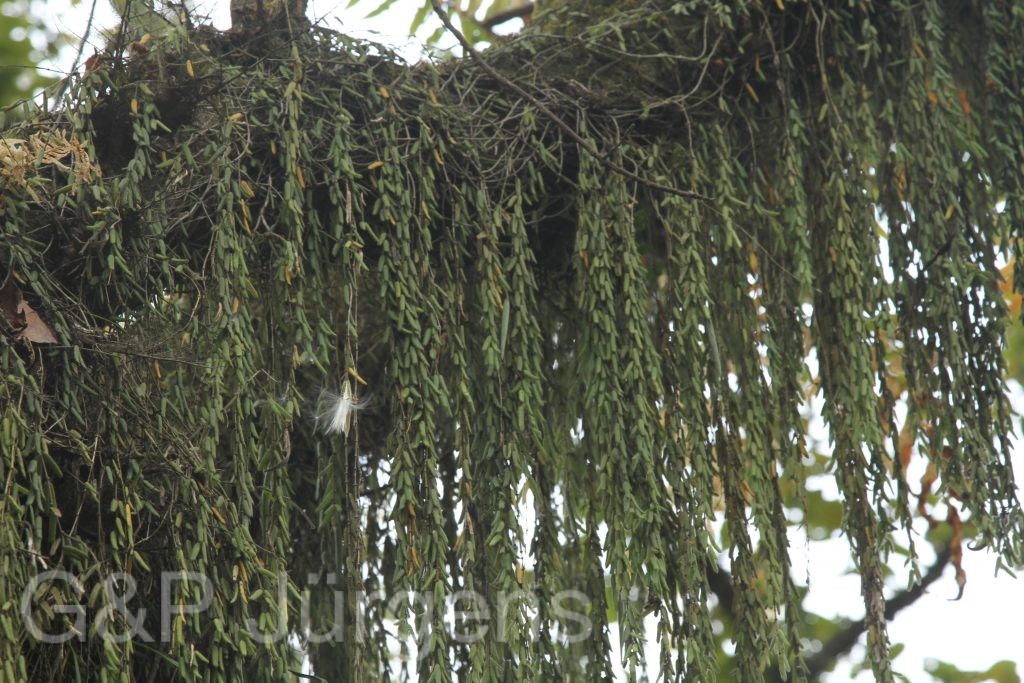 Bhutan2012 1175