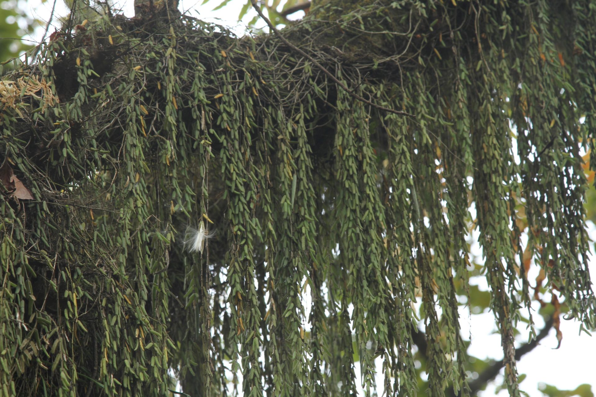 Hoya linearis — Apocynaceae