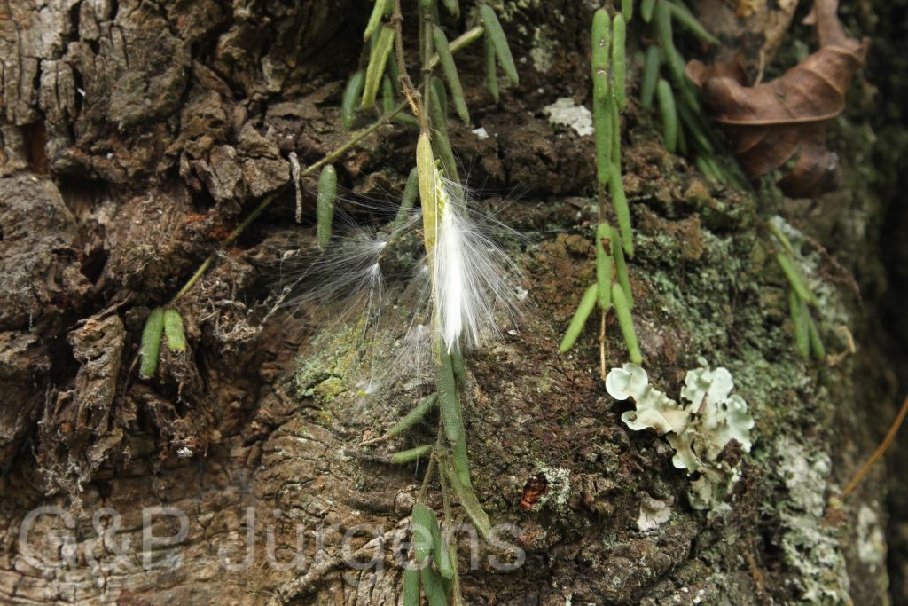 Bhutan2012 1177