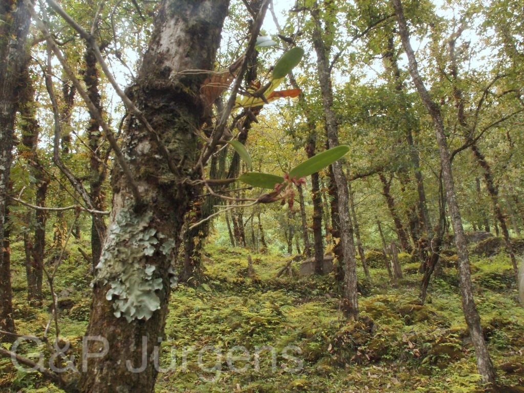Bhutan2012 1178