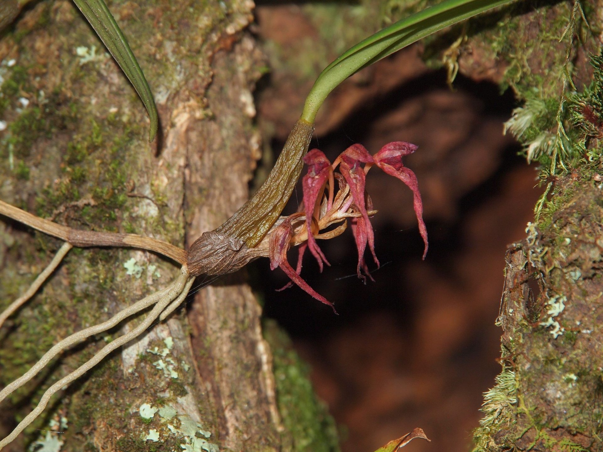 Bulbophyllum yoksunense — Orchideaceae