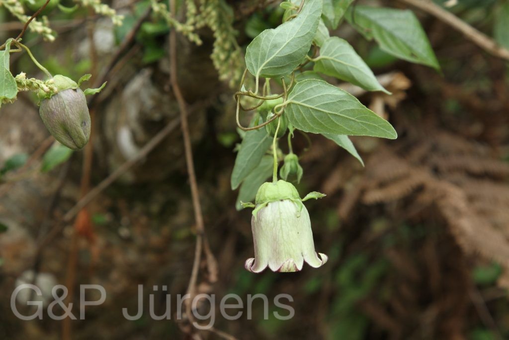 Bhutan2012 1191
