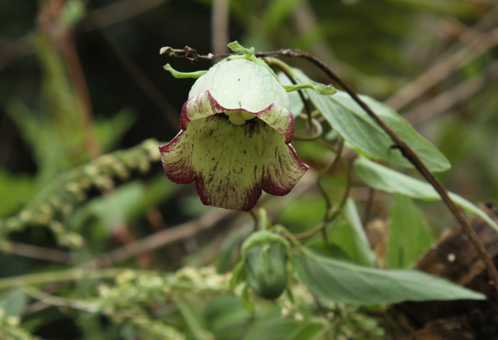 Codonopsis viridis — Campanulaceae