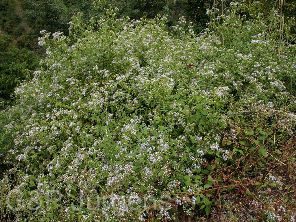 Bhutan2012 1208