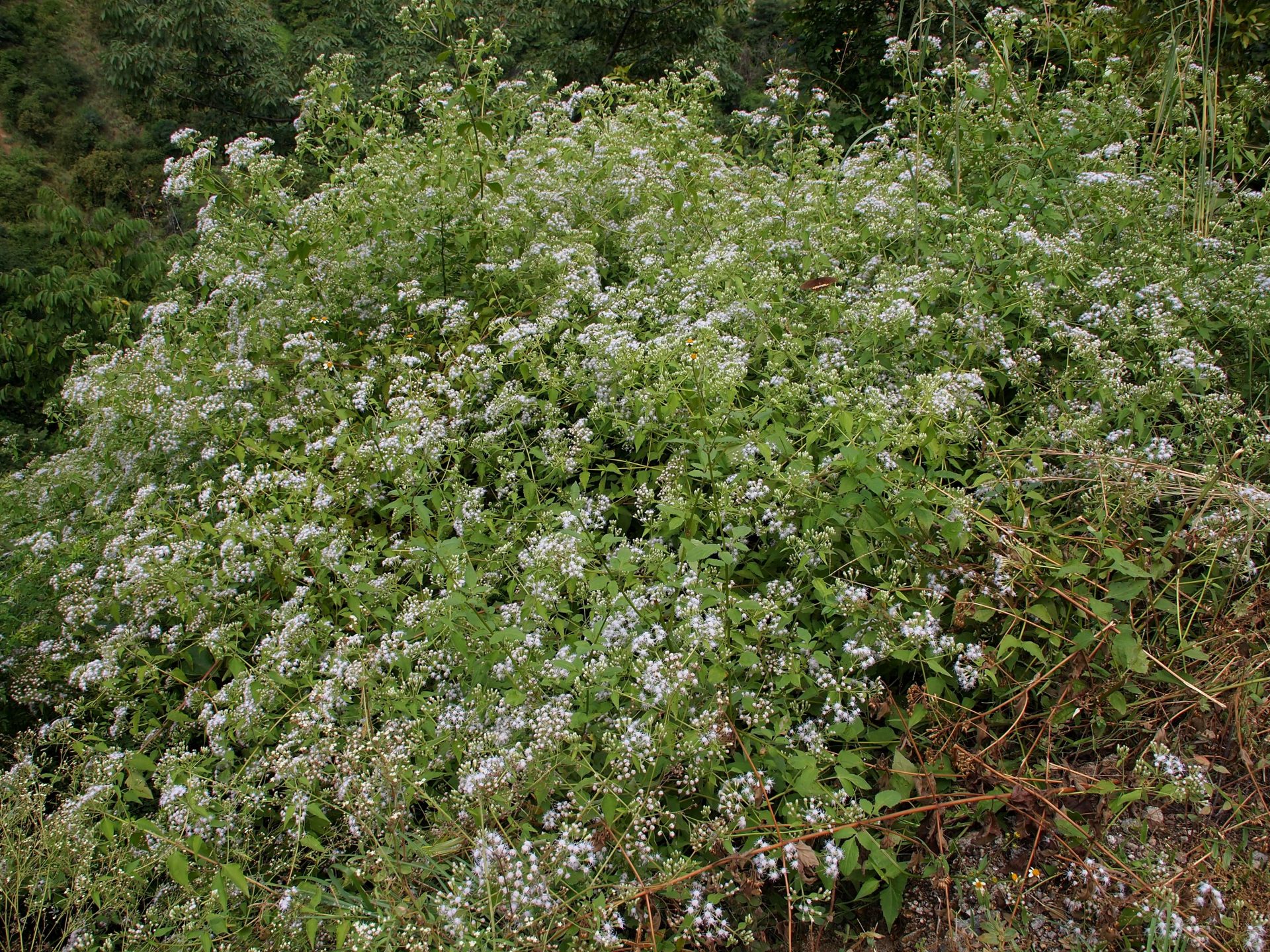Eupatorium cannabinum — Asteraceae