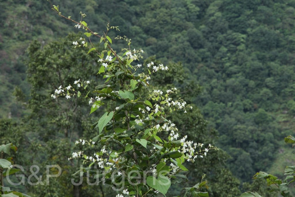 Bhutan2012 1212