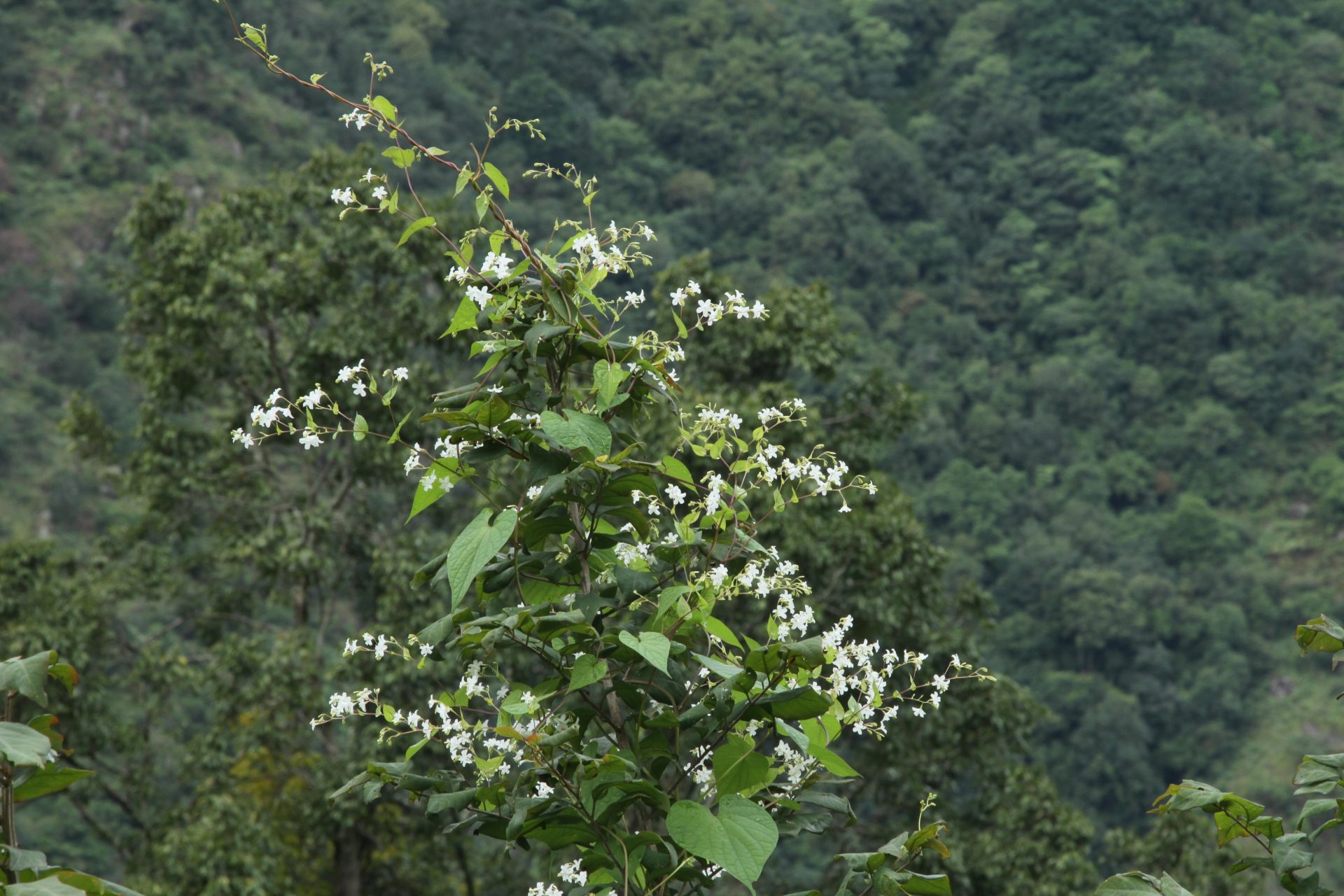 Dinetus racemosus — Convolvulaceae