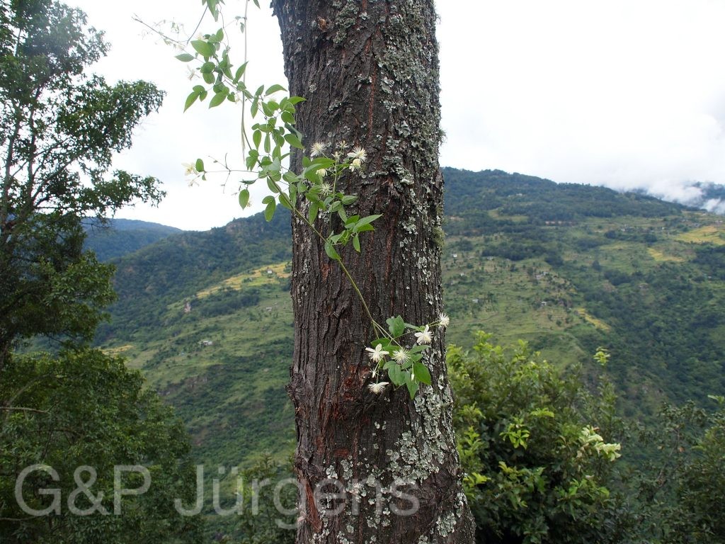 Bhutan2012 1216