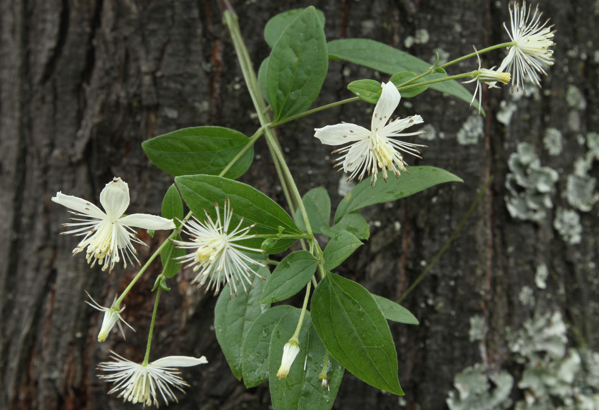 Clematis gouriana — Ranunculaceae
