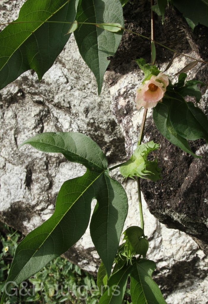 Bhutan2012 1230