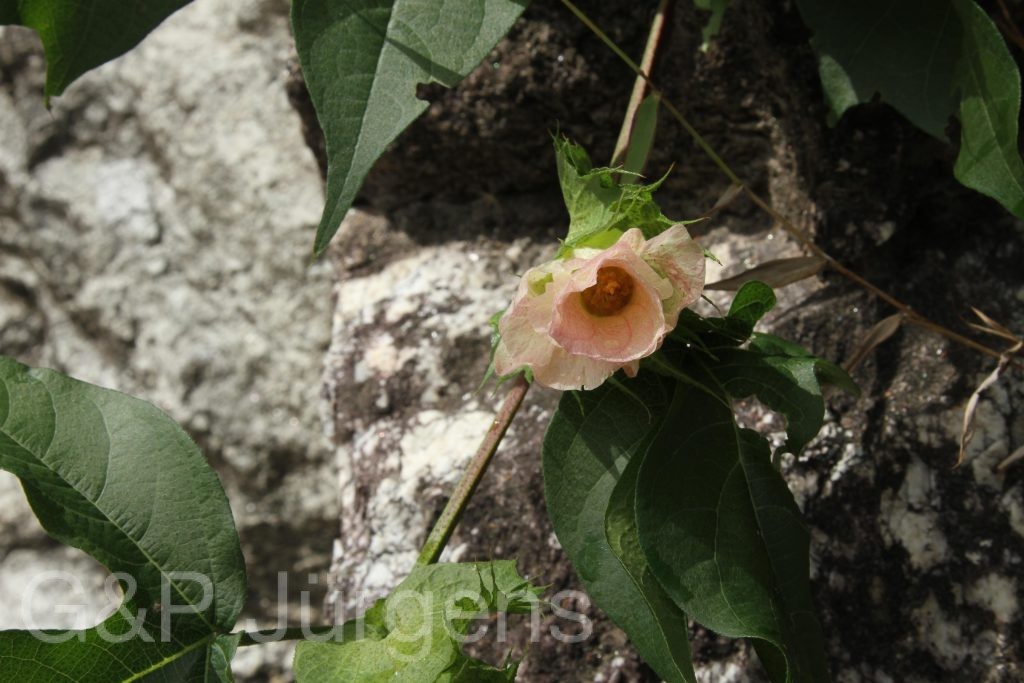 Bhutan2012 1231