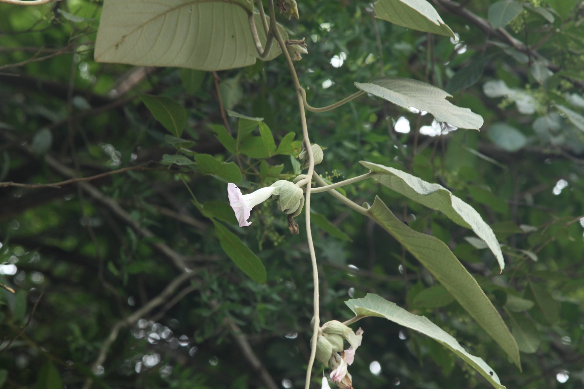 Argyreia wallichii — Convolvulaceae