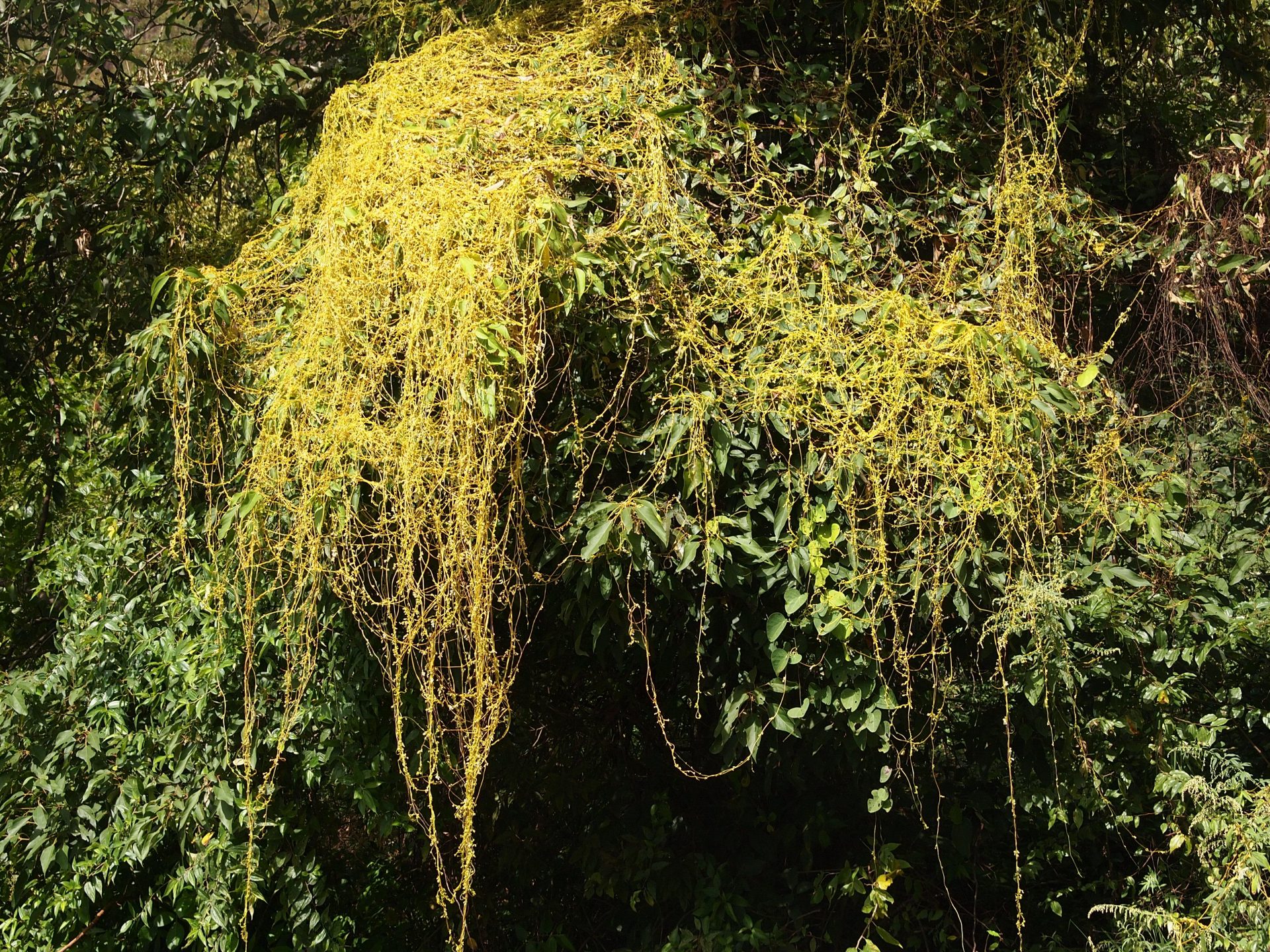 Cuscuta reflexa — Convolvulaceae