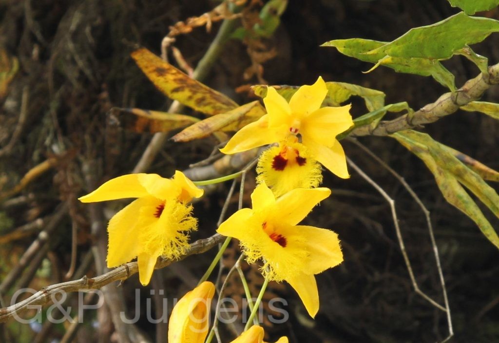 Bhutan2012 1256