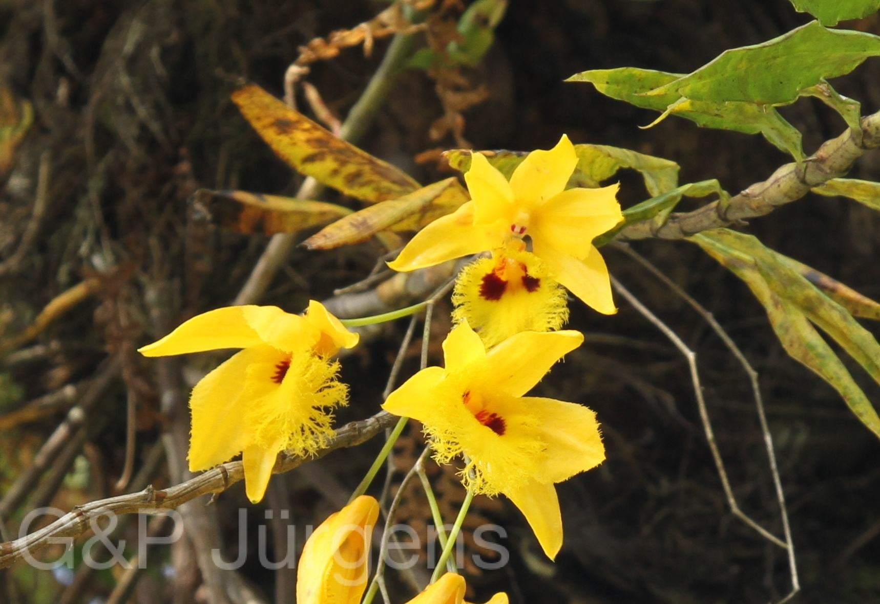 Dendrobium hookerianum — Orchideaceae