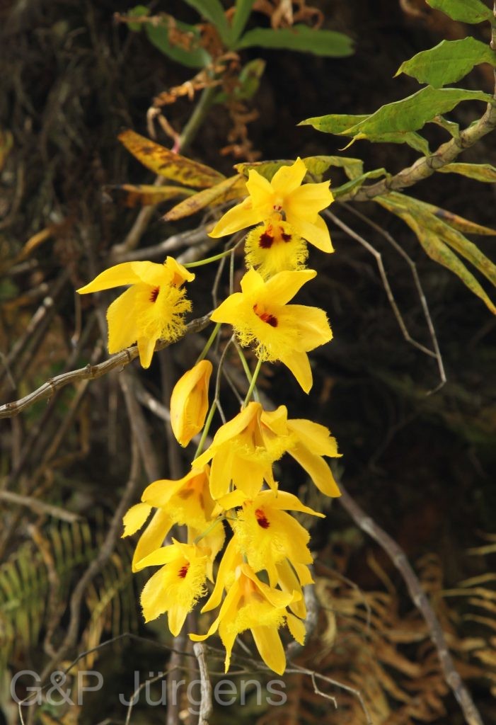 Bhutan2012 1257
