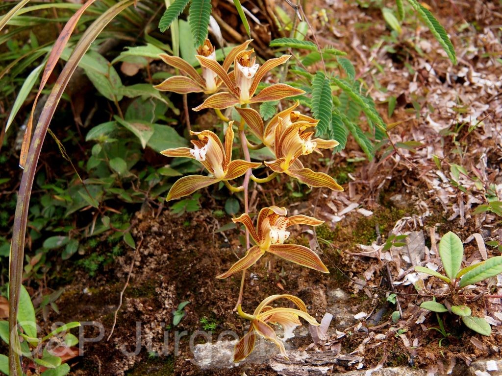 Bhutan2012 1260