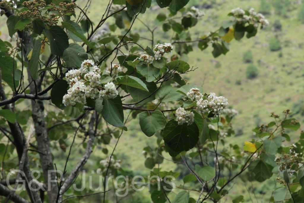 Bhutan2012 1294