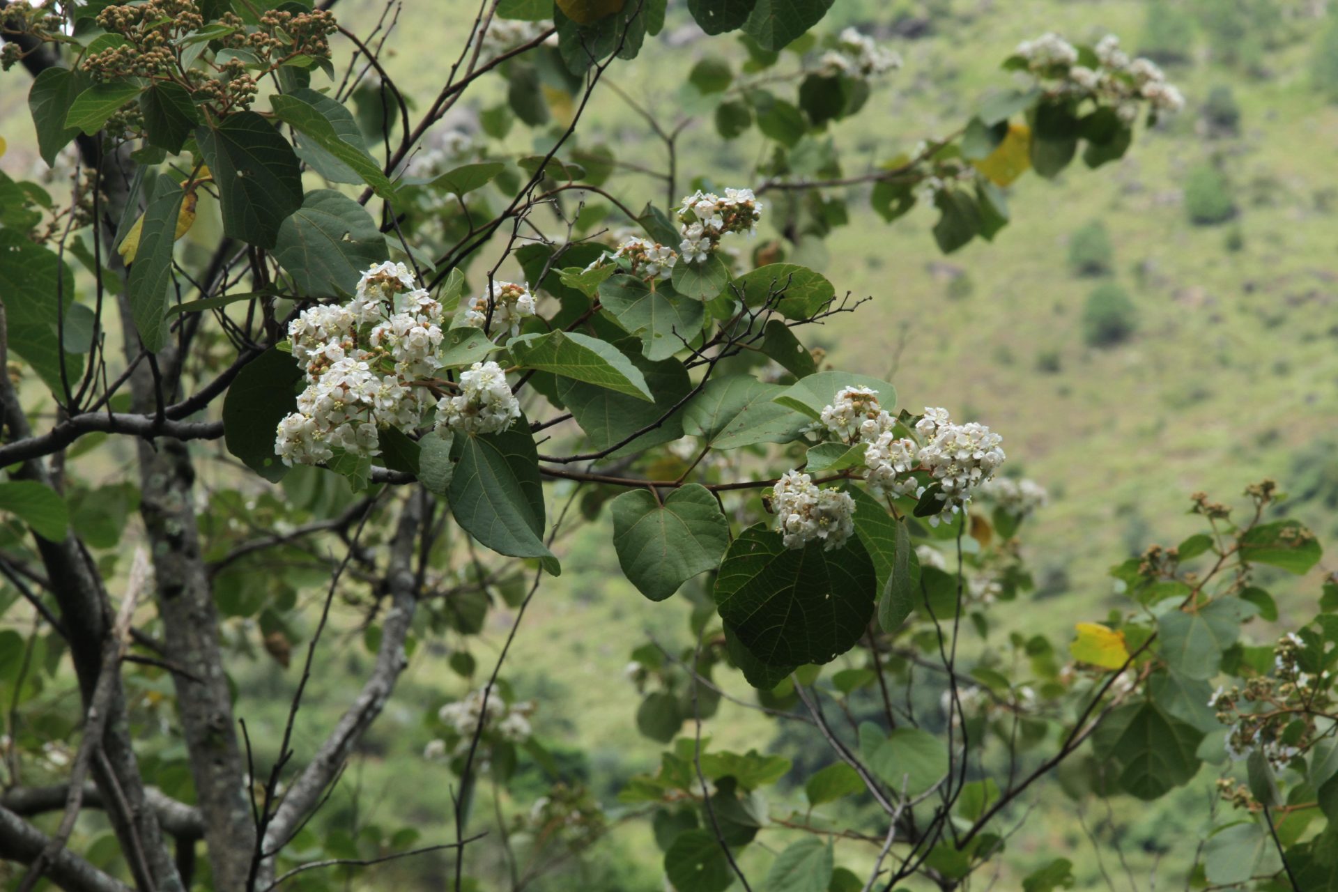 Kydia glabrescens — Malvaceae