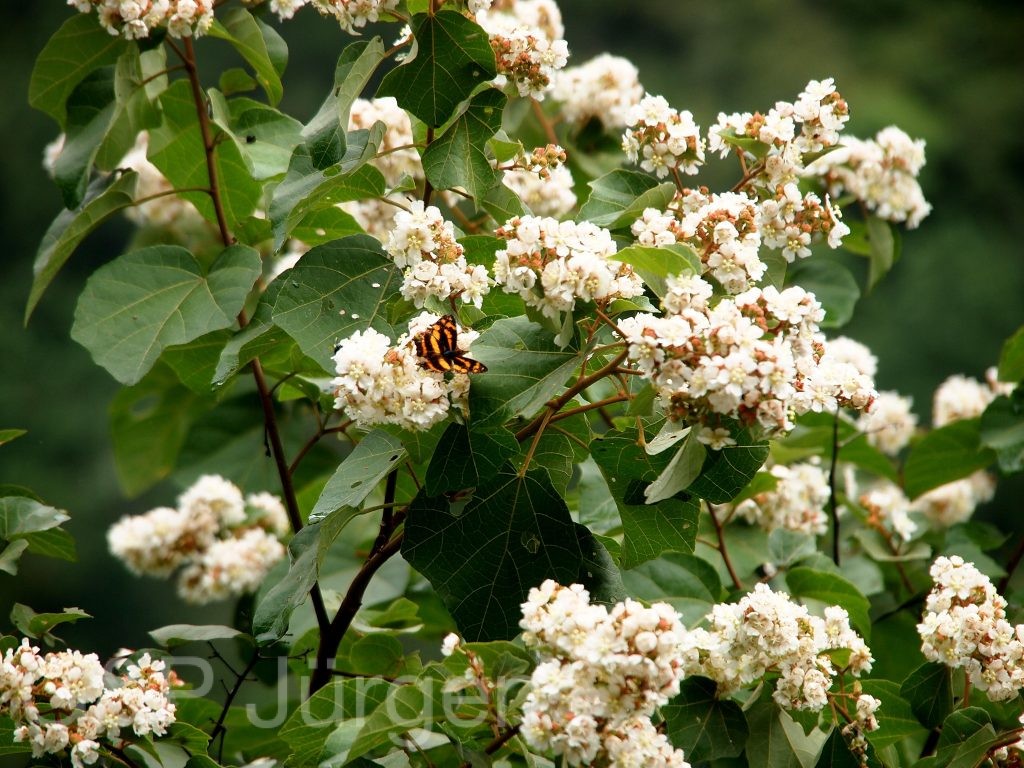 Bhutan2012 1295