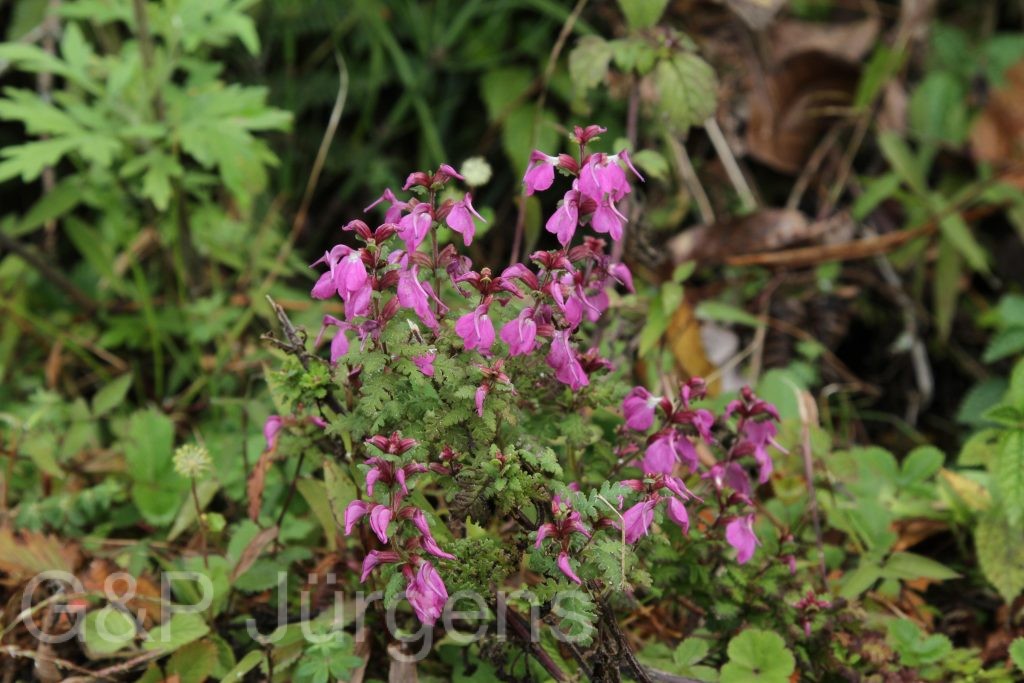 Bhutan2012 1299