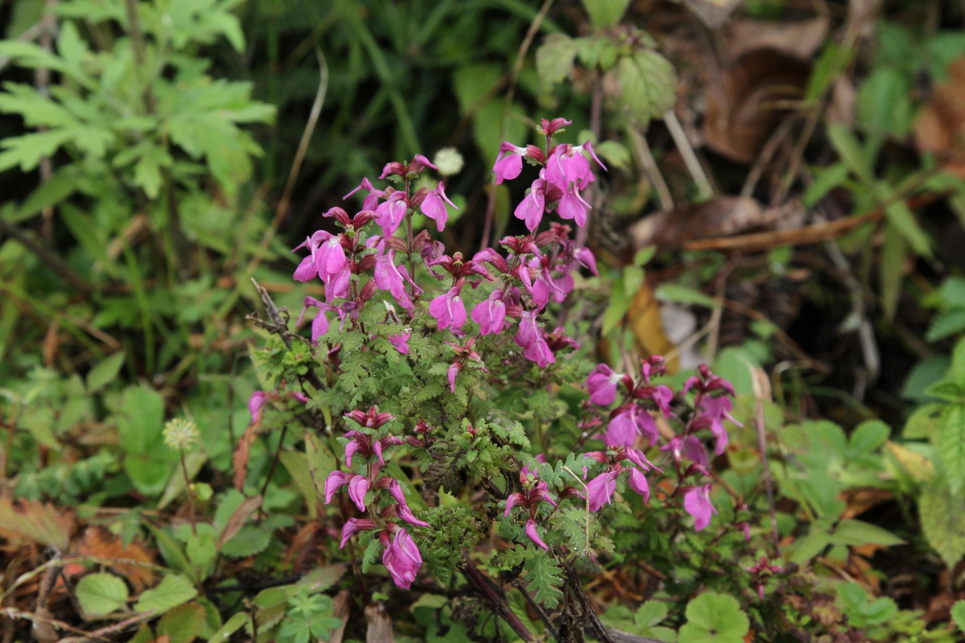 Pedicularis gracilis — Orobanchaceae
