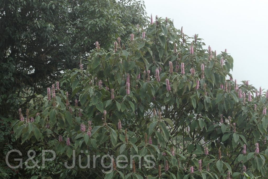 Bhutan2012 1307