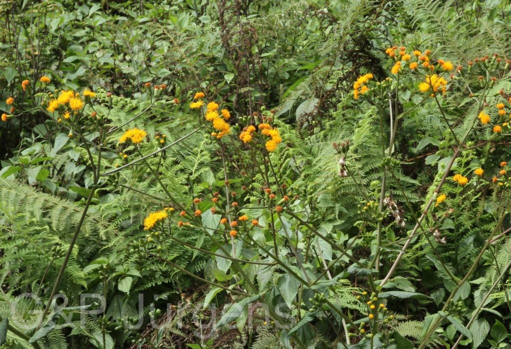 Bhutan2012 1313