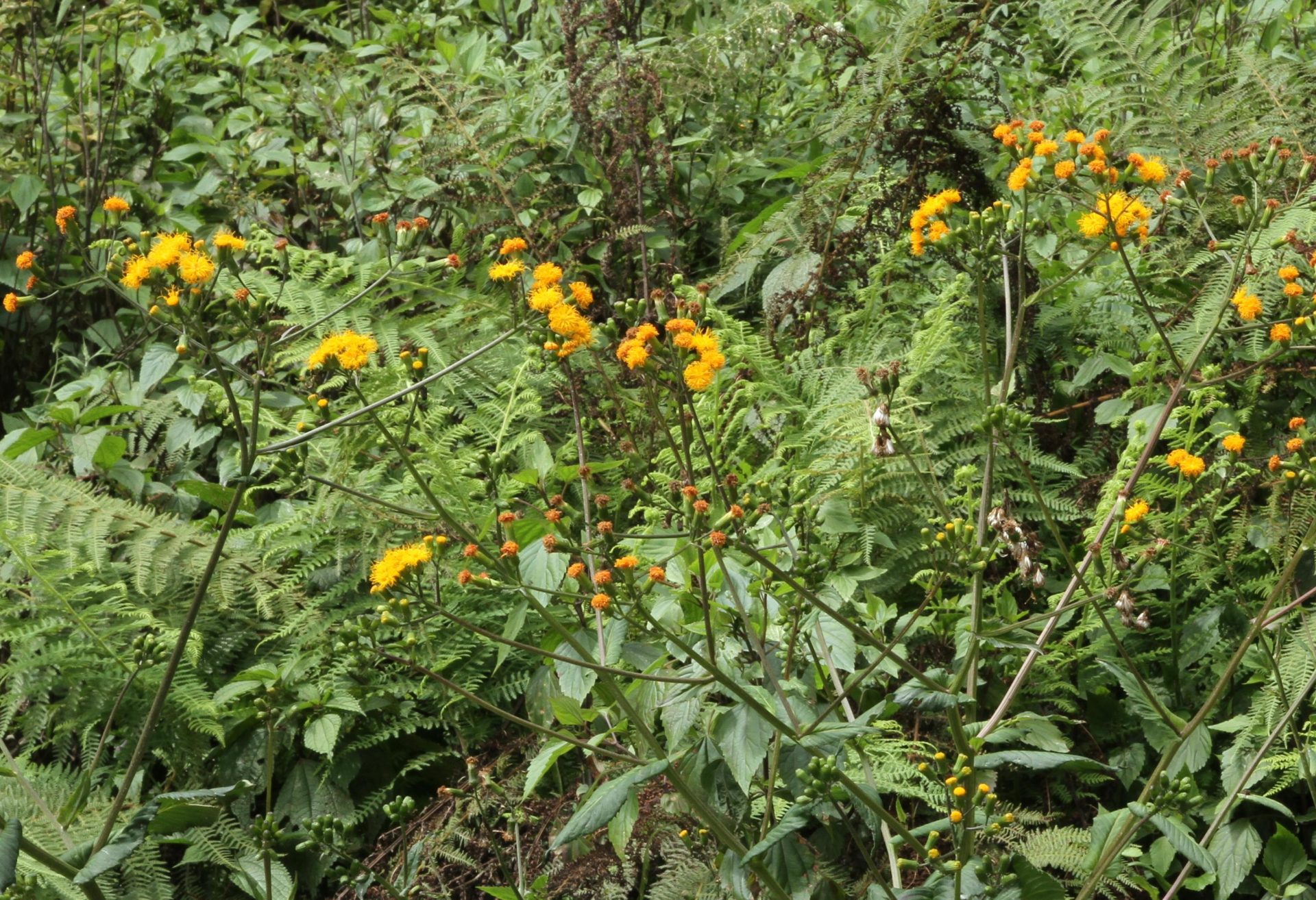 Gynura bicolor — Asteraceae