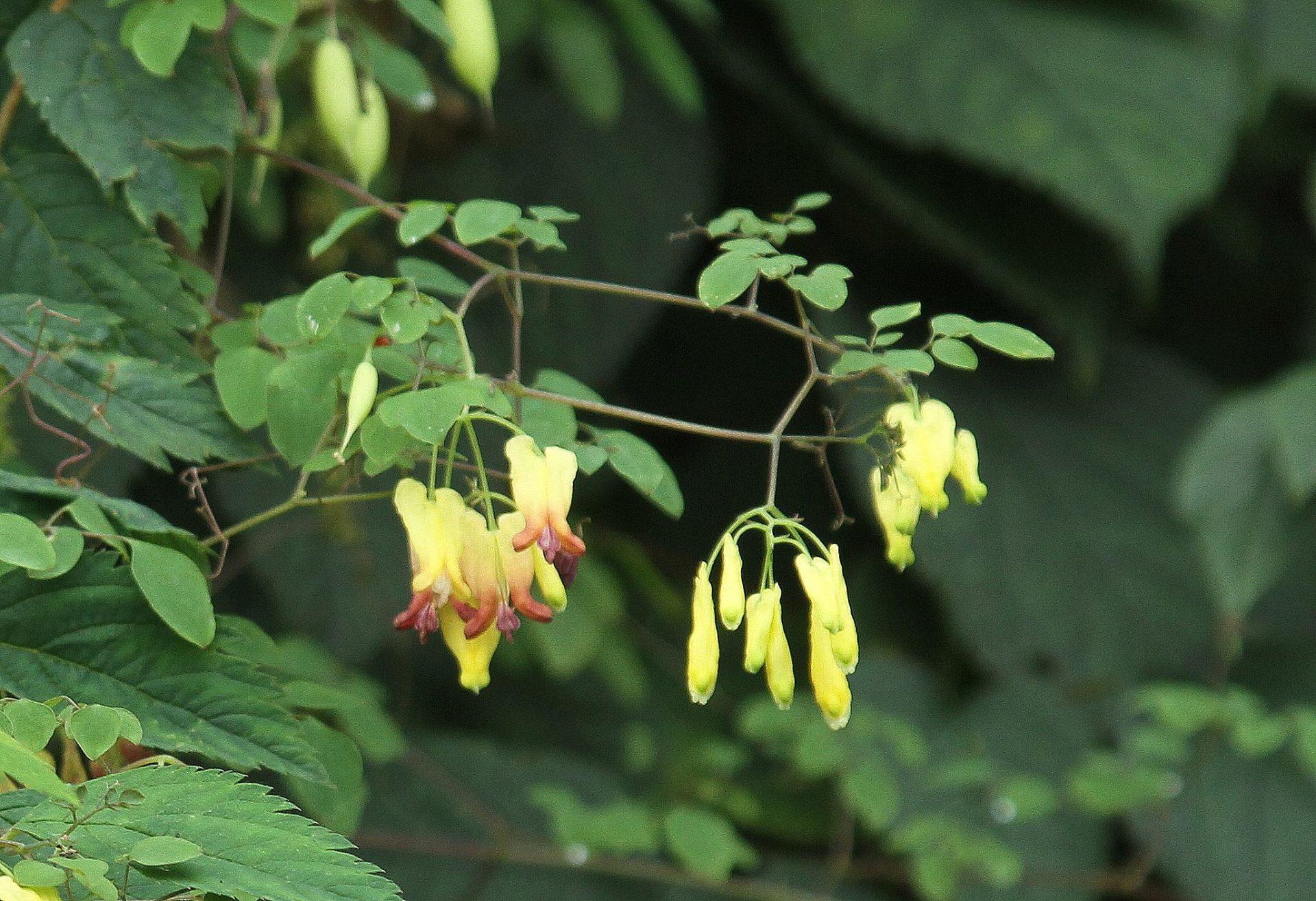 Dactylicapnos scandens — Papaveraceae