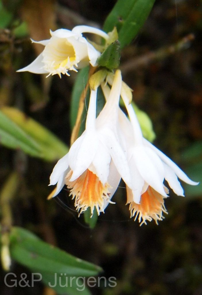 Bhutan2012 1331
