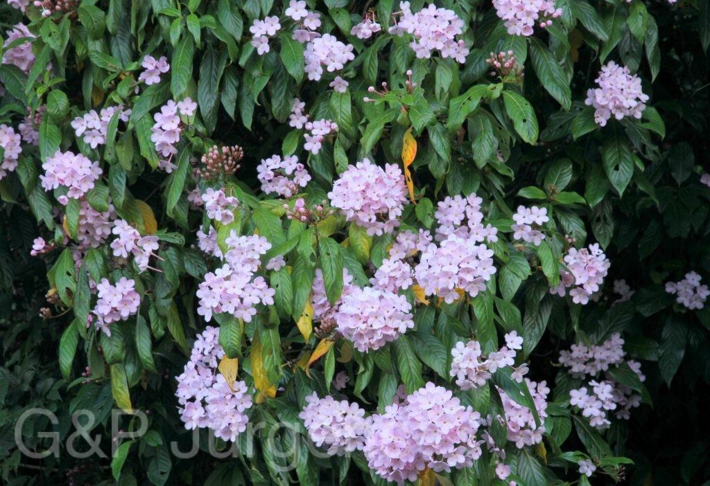 Bhutan2012 1341