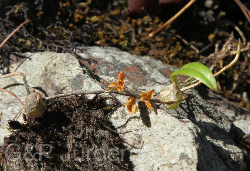 Bhutan2012 1351